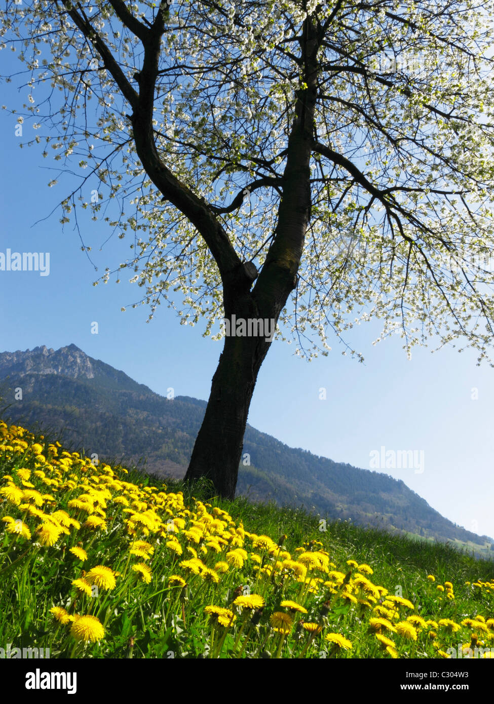 Die drei Schwestern Bergkette umrahmt von einem Meer von gelben Blüten, Liechtenstein FL Stockfoto