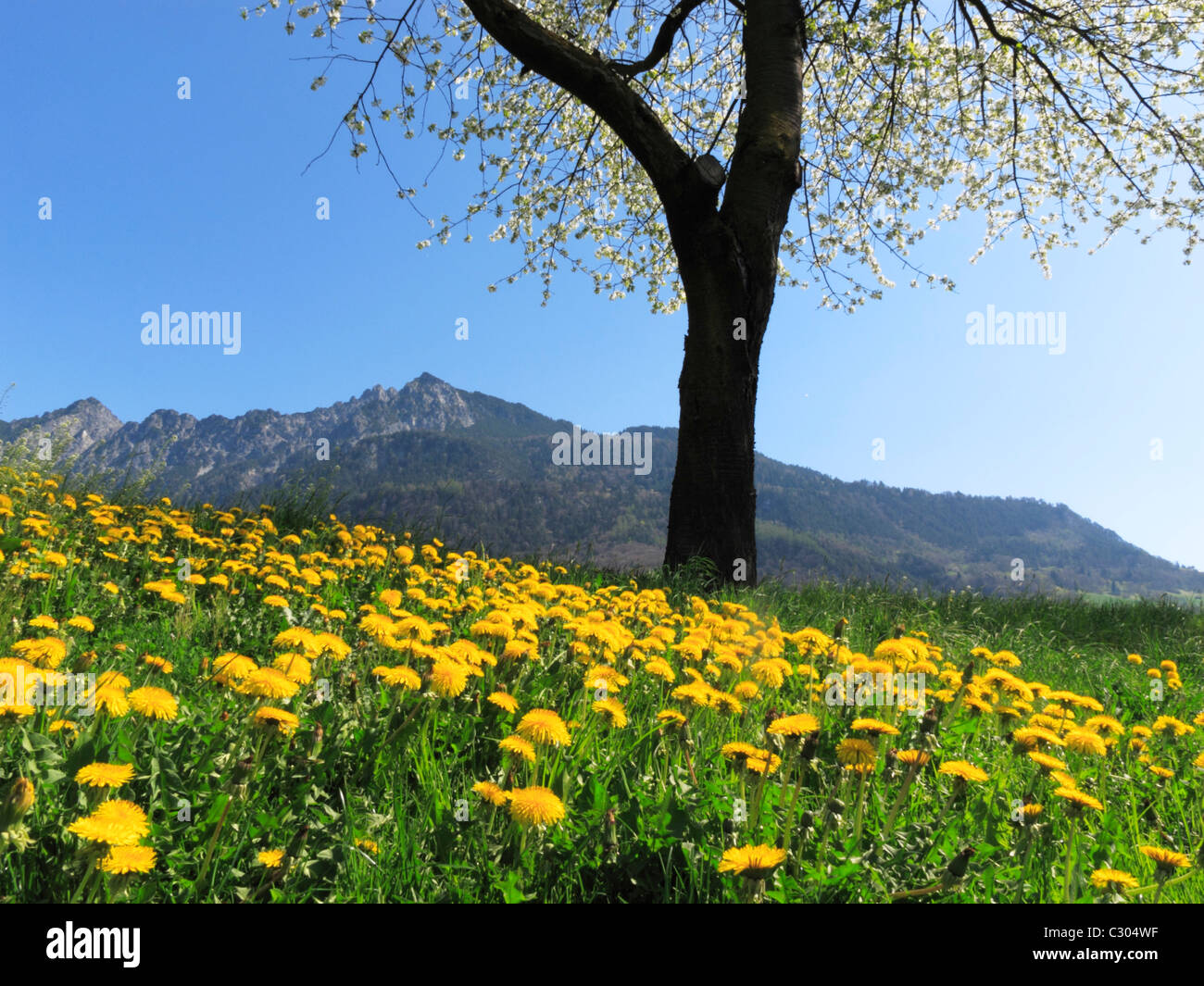 Die drei Schwestern Bergkette umrahmt von einem Meer von gelben Blüten, Liechtenstein FL Stockfoto