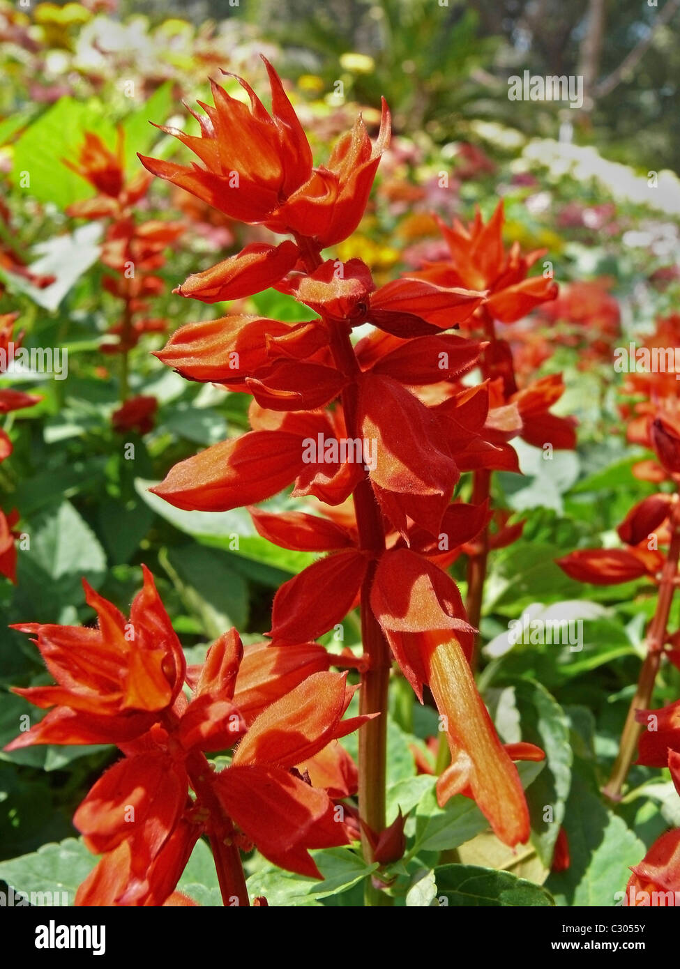 Roter salbei Fotos und Bildmaterial in hoher Auflösung Alamy