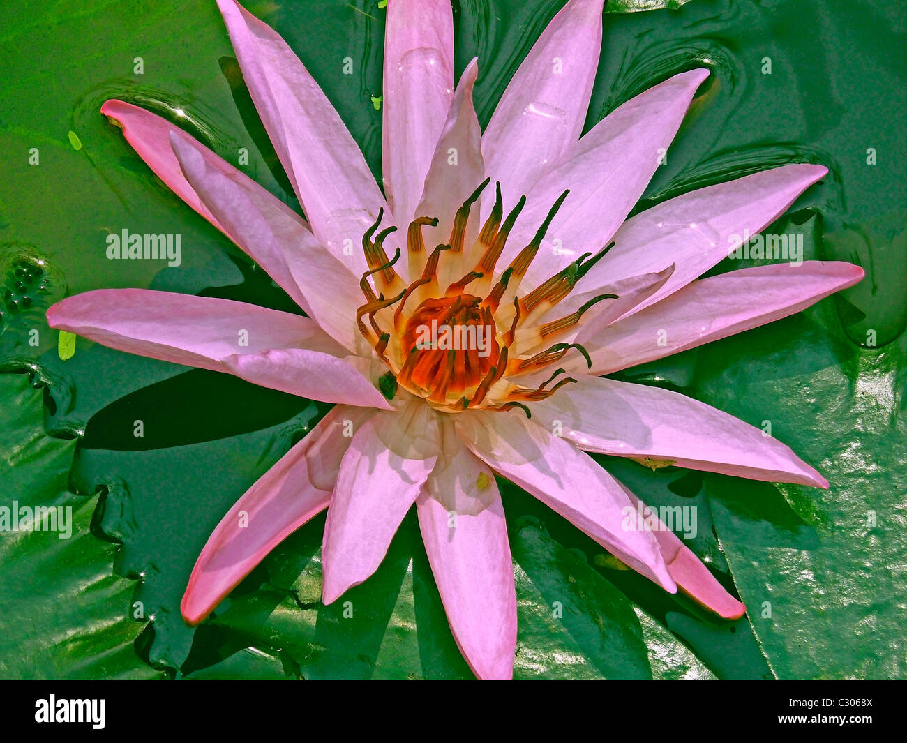 Nymphaea Odorata, Pink Lotus, Water Lilly Blumen in einem Wasserteich, Sarasbaug, Pune, Maharashtra, Indien Stockfoto