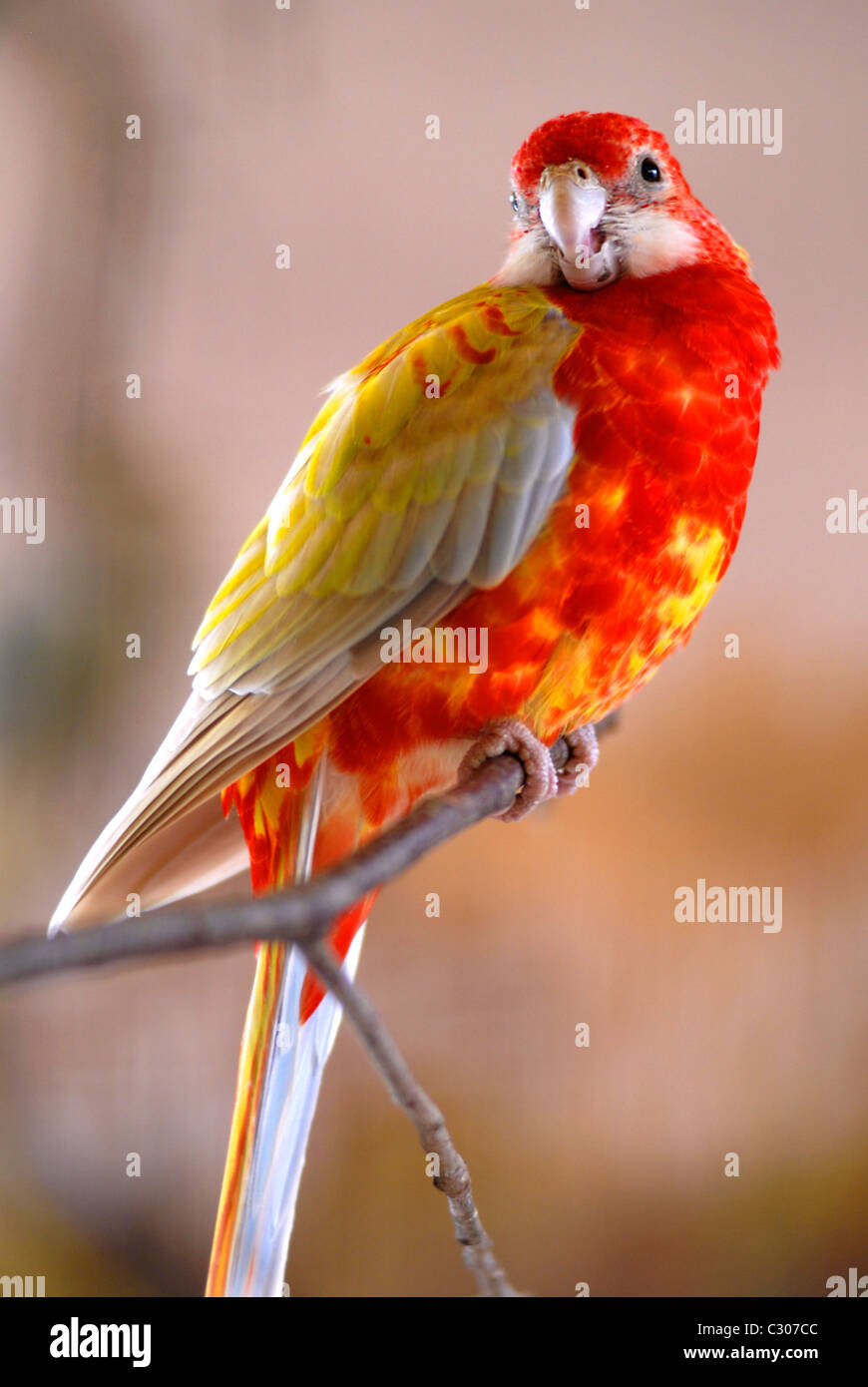 Closeup Eastern Rosella (Platycercus Eximius) auf Barsch Stockfoto