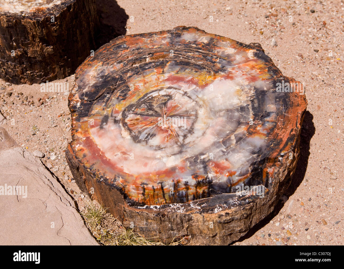 Querschnittansicht der versteinerten Log - Arizona, USA Stockfoto