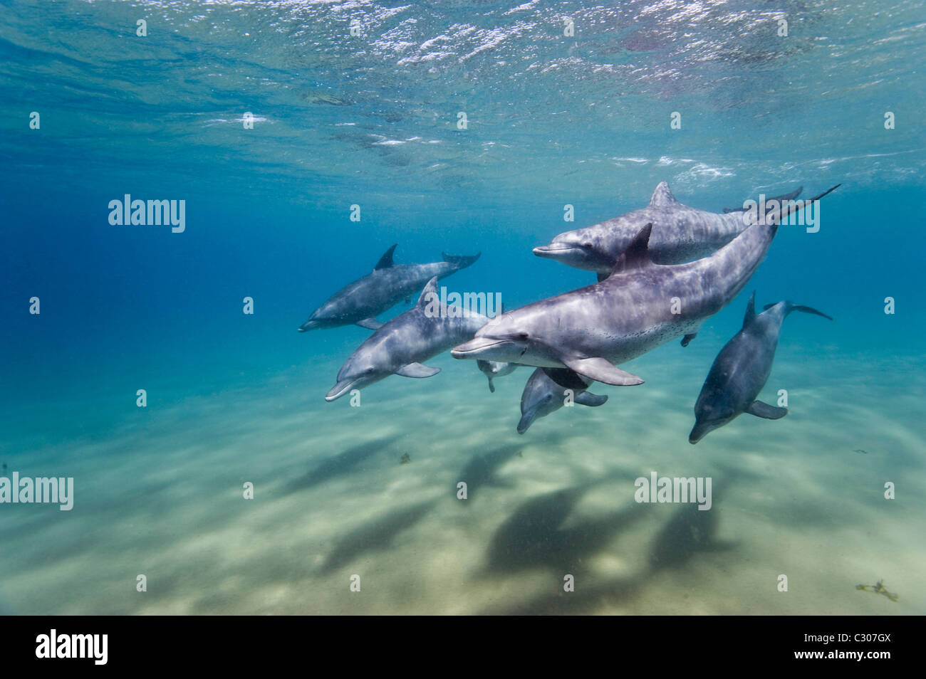Flasche Nase Delfine, Sodwana Bay, Südafrika, Indischer Ozean Stockfoto