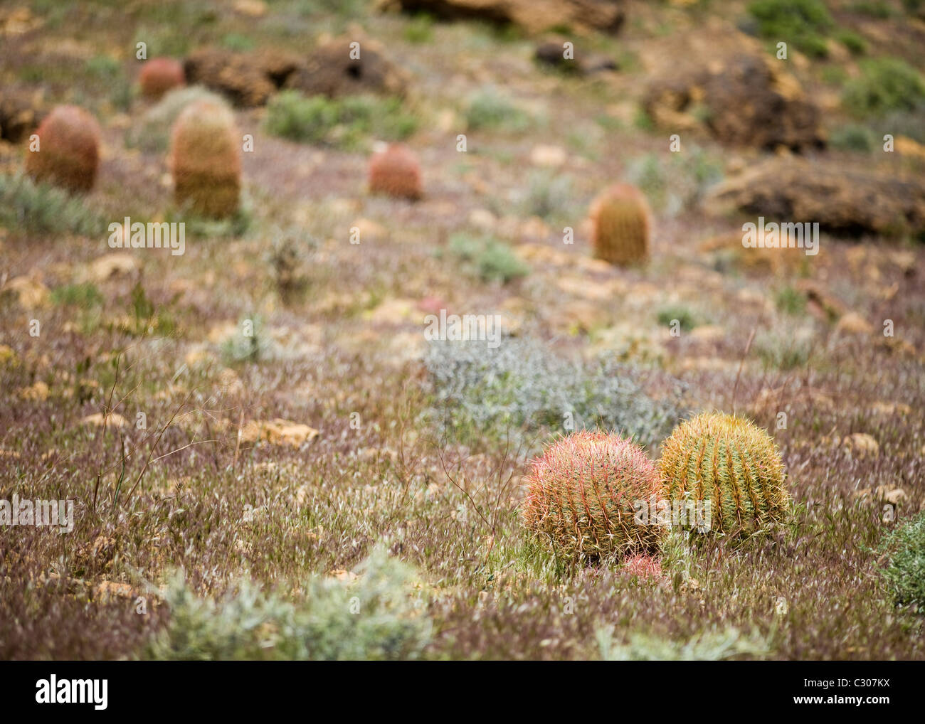 Bereich der Barrel Cactus, Kalifornien, USA Stockfoto