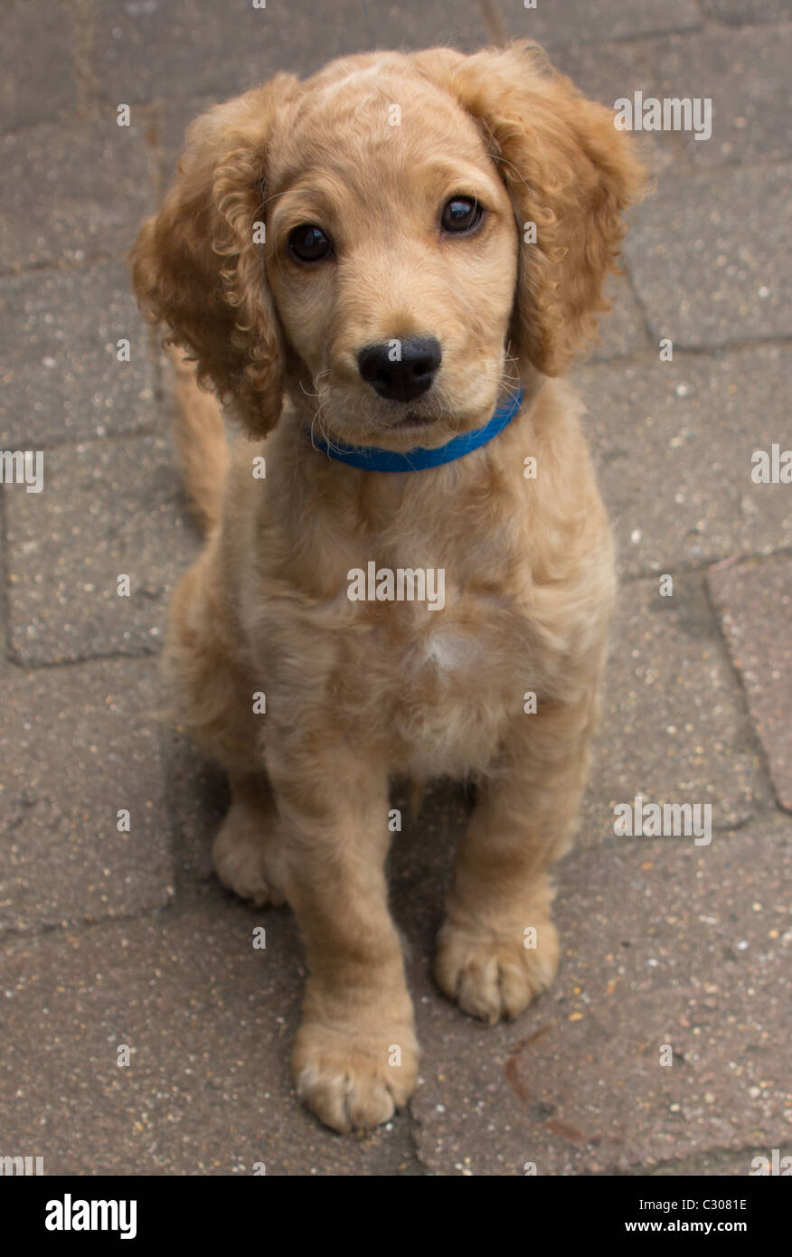 Hunde - 11 Wochen alte süße Cockapoo Welpen Stockfoto