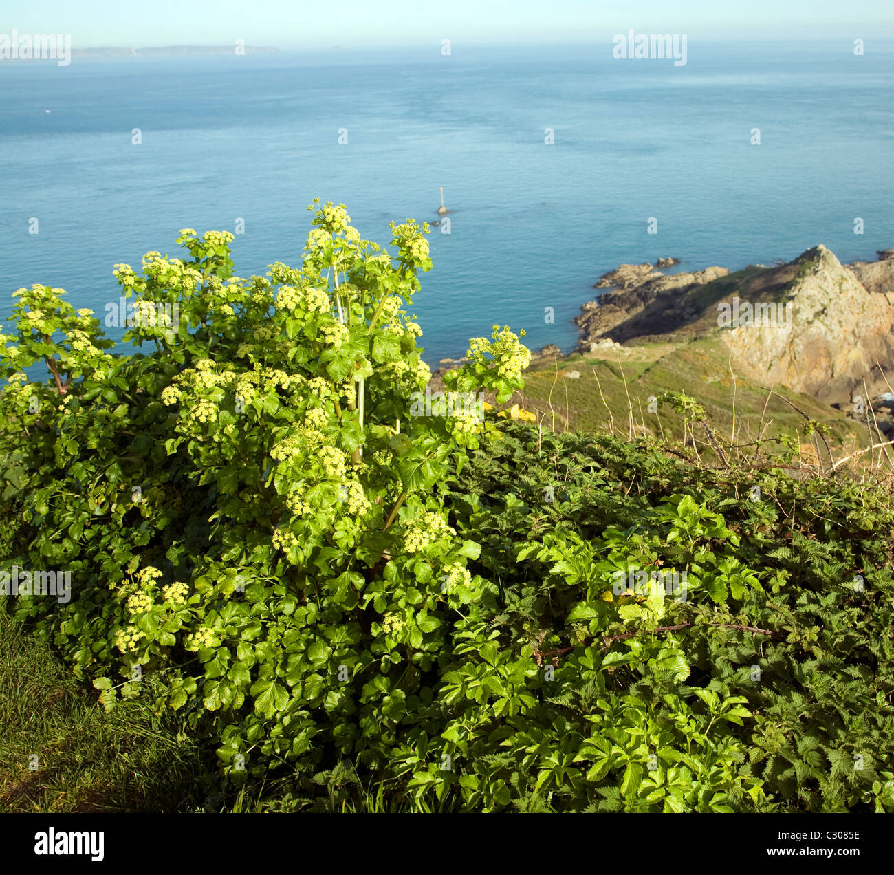 Alexanders wachsen Klippe in der Nähe von St Martins Sicht auf Meer Jerbourg Guernsey Kanalinseln Stockfoto