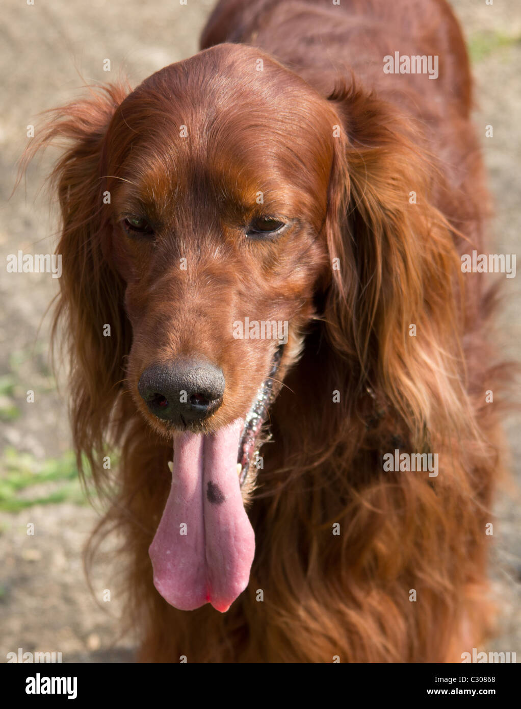 Hunderassen Red Setter Stockfoto