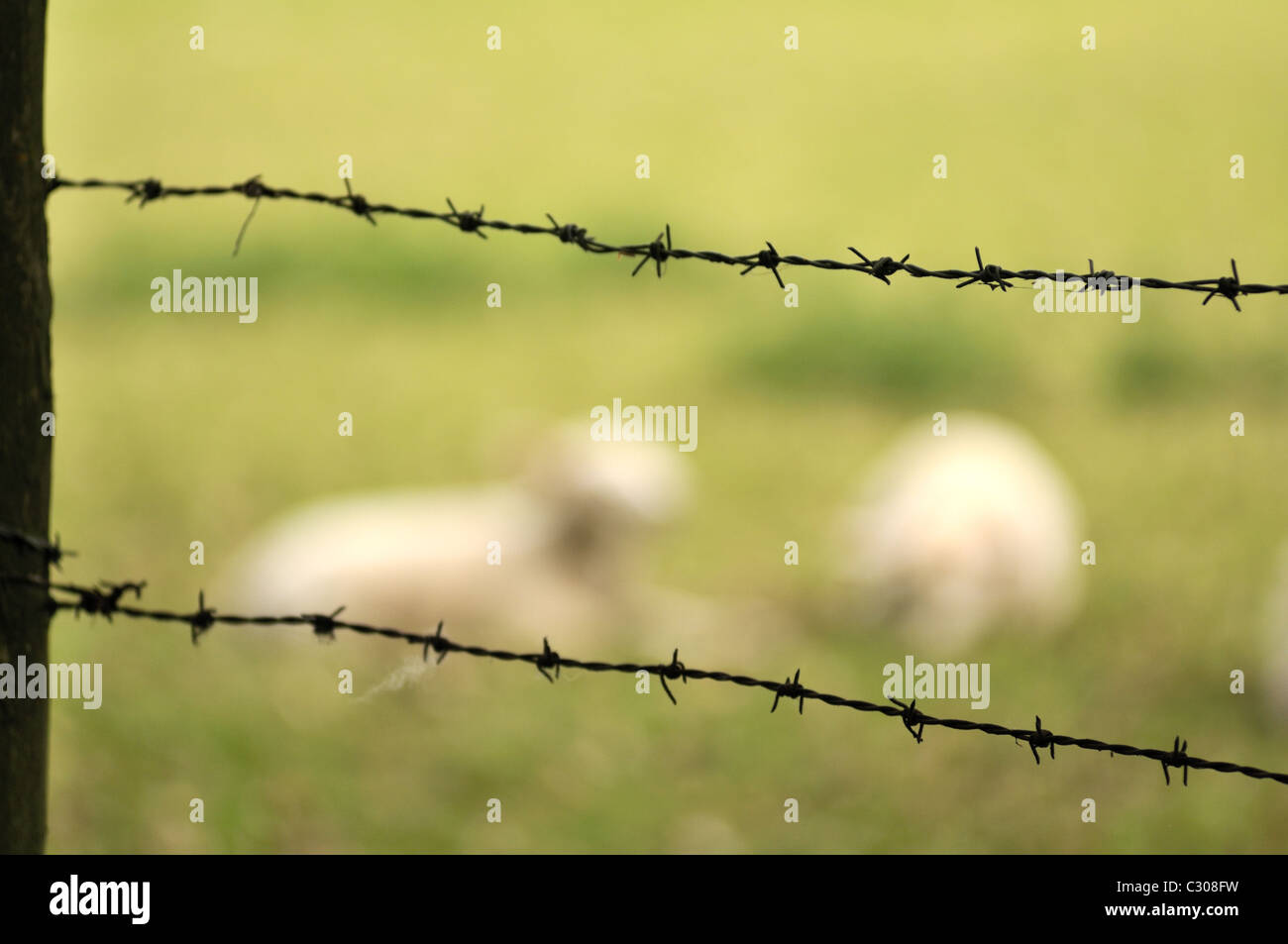 Schafe hinter einem Stacheldrahtzaun. Stockfoto