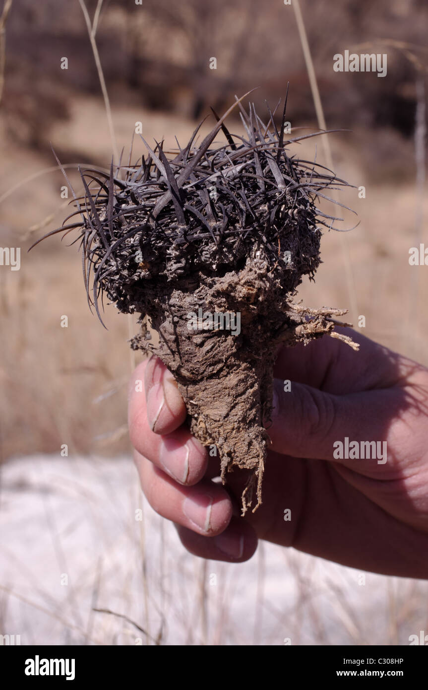 Toter kaktus -Fotos und -Bildmaterial in hoher Auflsung  Alamy
