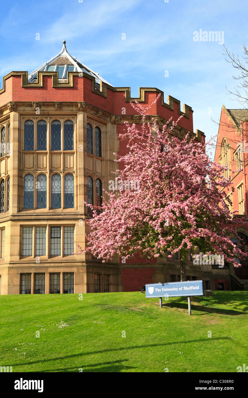 Blüte Baum durch die Rotunde, Firth Gericht, University of Sheffield, Sheffield, South Yorkshire, England, UK. Stockfoto