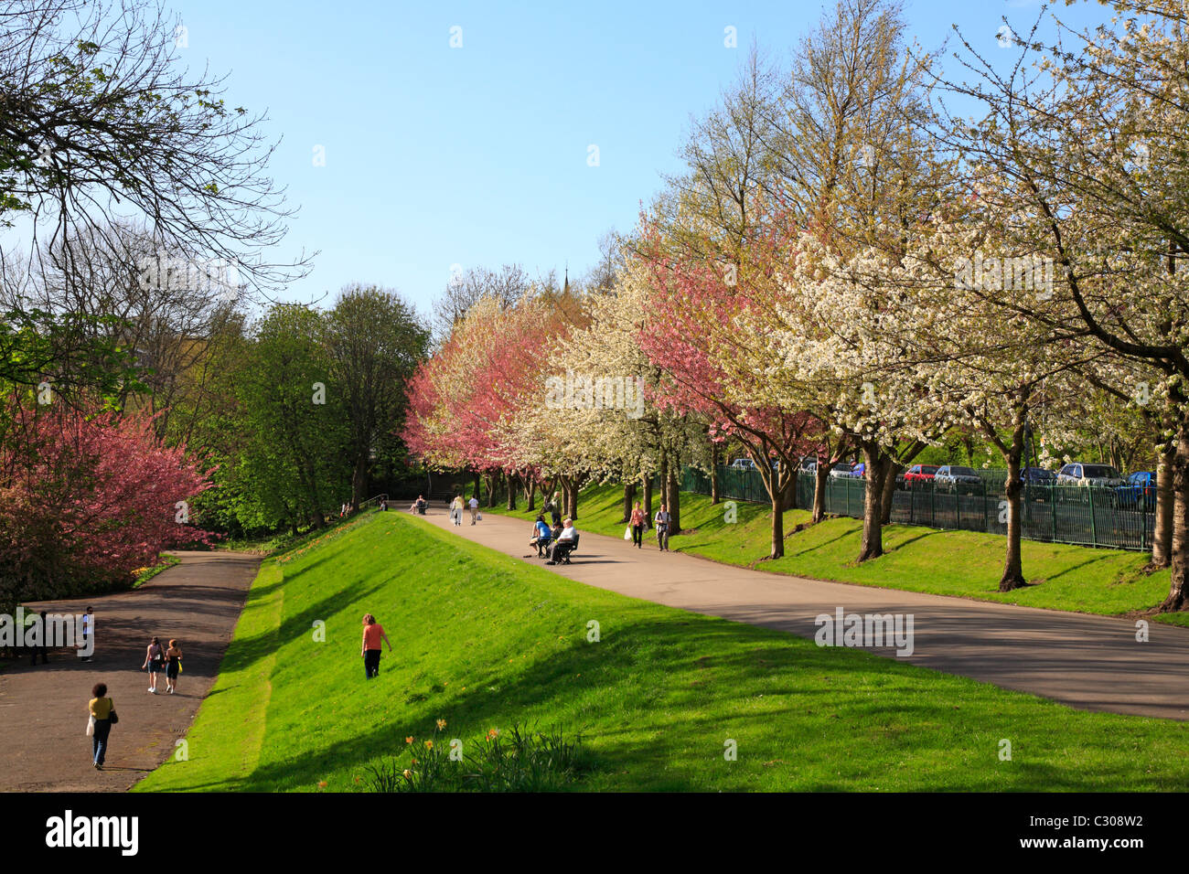 Blühenden Bäumen in Crookes Valley Park, Sheffield, South Yorkshire, England, UK. Stockfoto