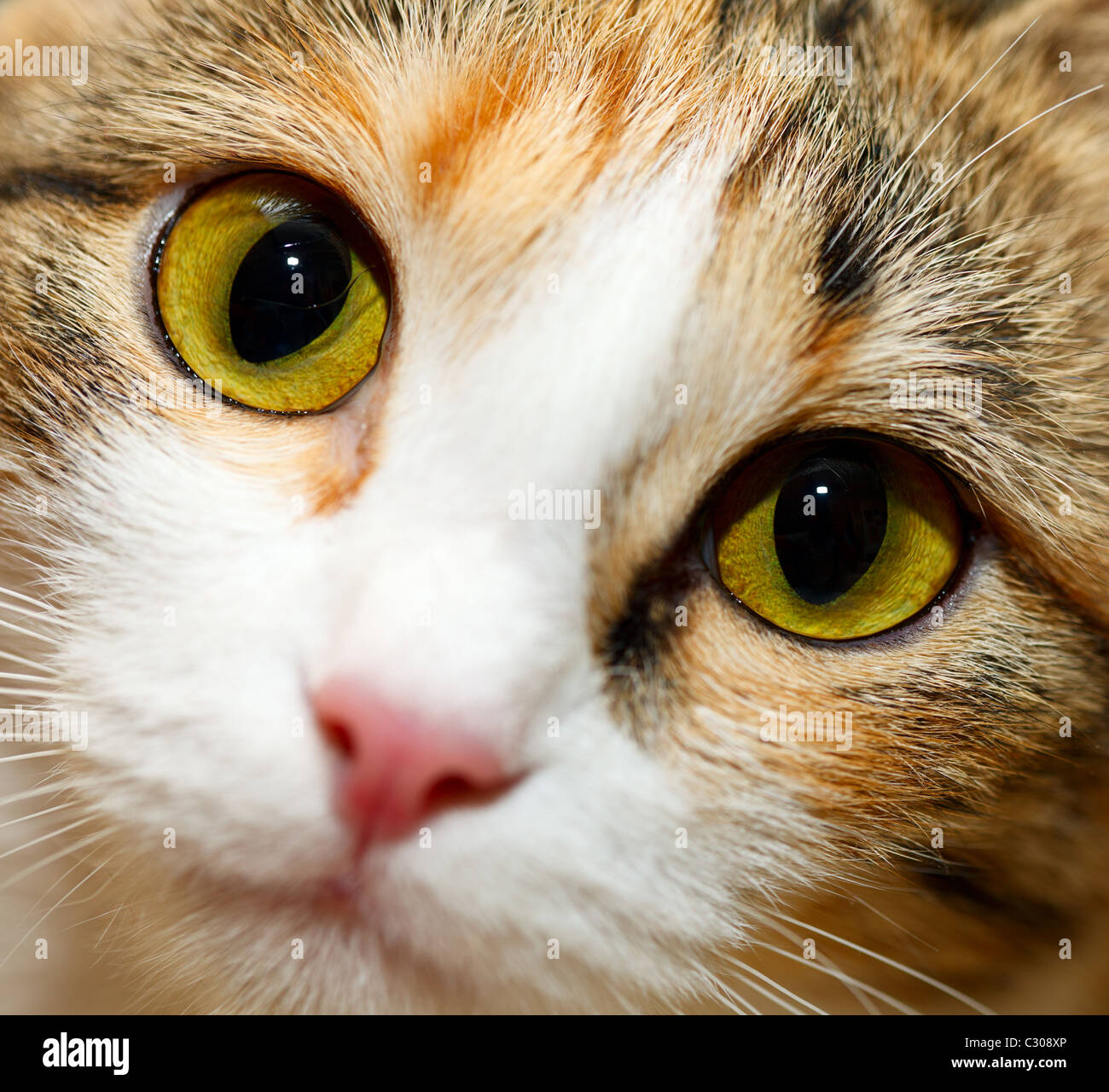 Blick einer jungen dreifarbige Katze Stockfoto