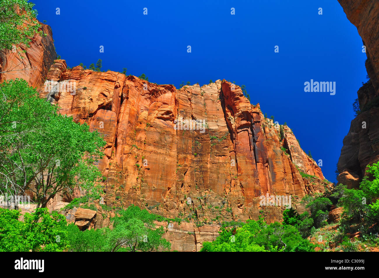Steile Klippen im Zion National Park Stockfoto