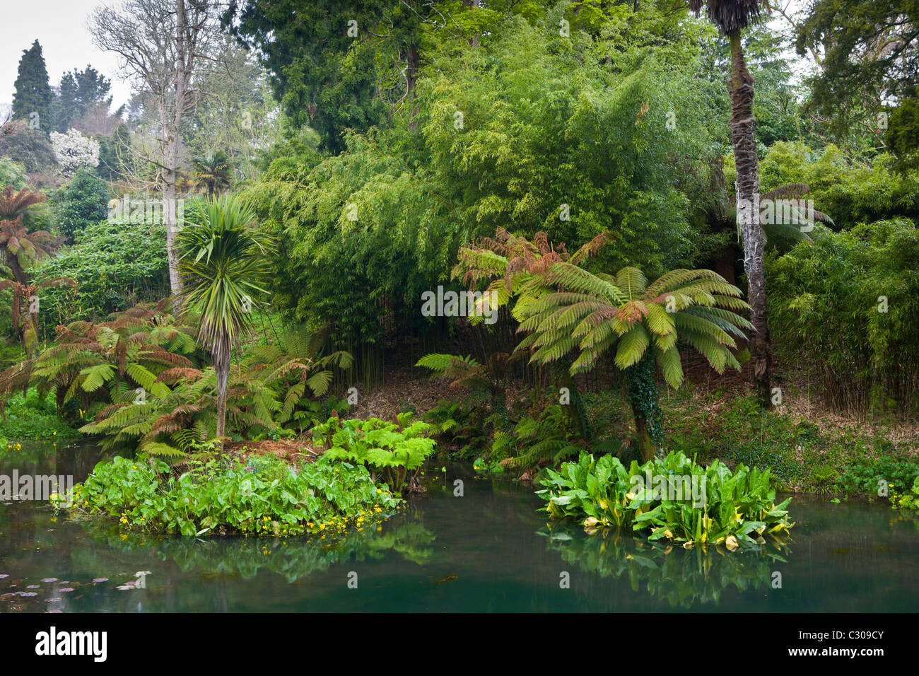 Der tropische Garten mit exotischen Pflanzen an die verlorenen Gärten von Heligan touristische Attraktion, Cornwall, England, UK Stockfoto