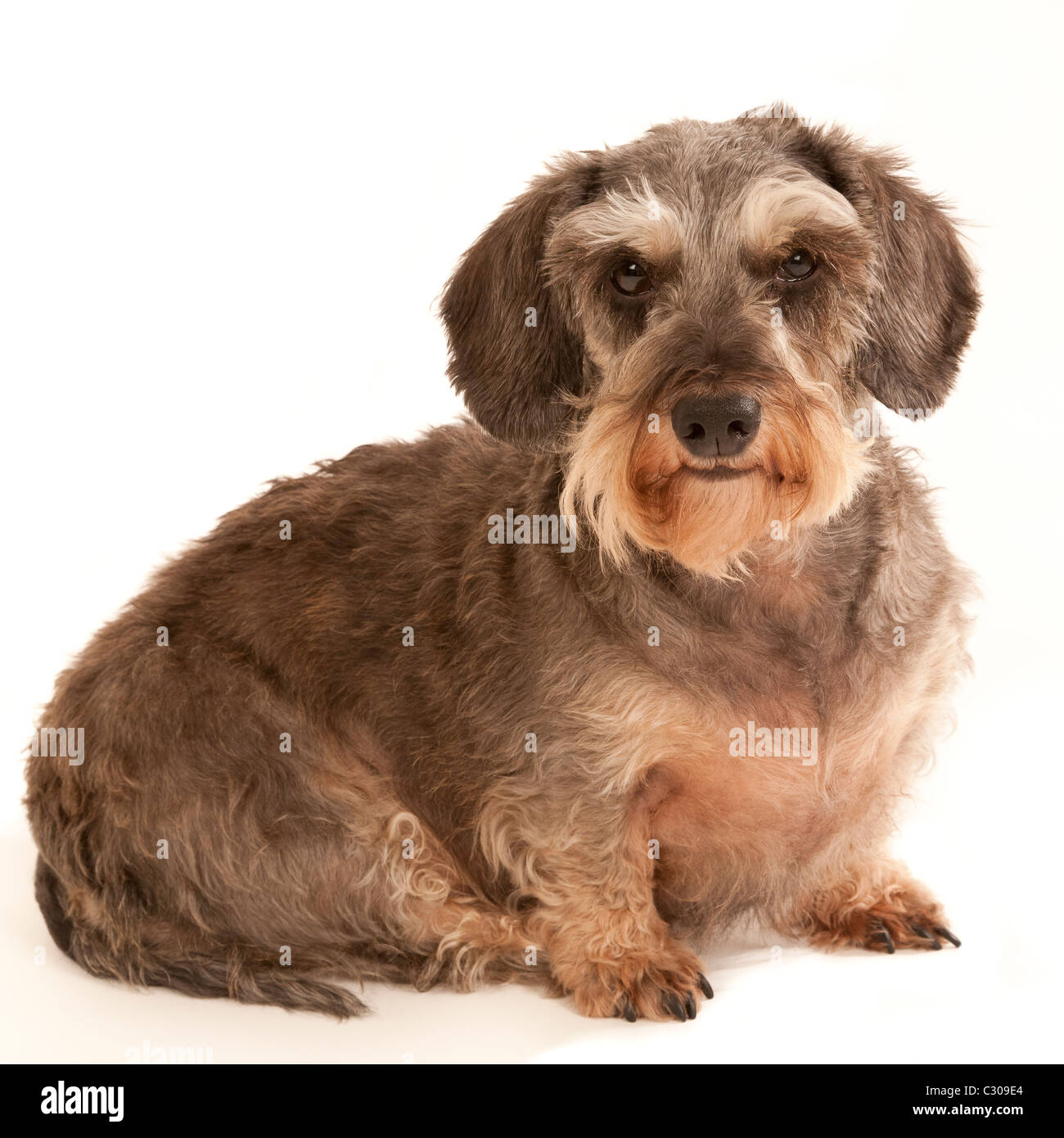 Eine Miniatur Wire Haired Dackel Hund sitzt auf einer weißen wieder Boden Stockfoto