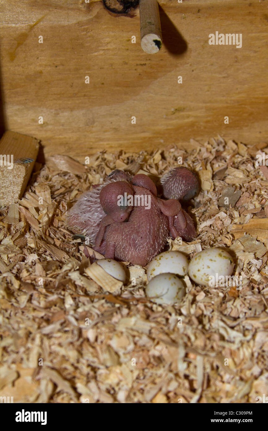 BabyVögel im Nistkasten. Englische Wellensittiche Stockfotografie Alamy