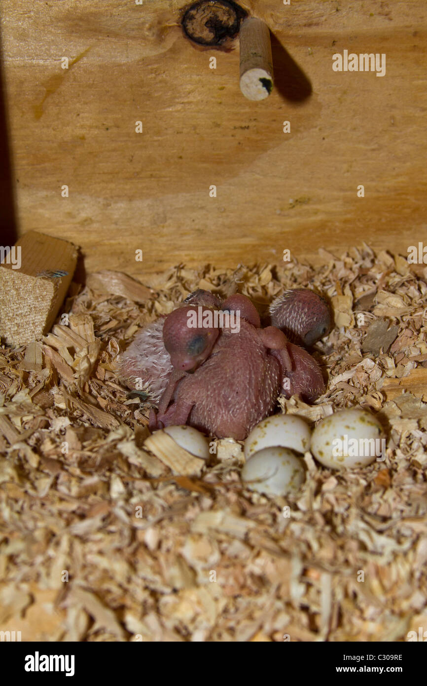 Baby-Vögel im Nistkasten.  Englische Wellensittiche. Stockfoto