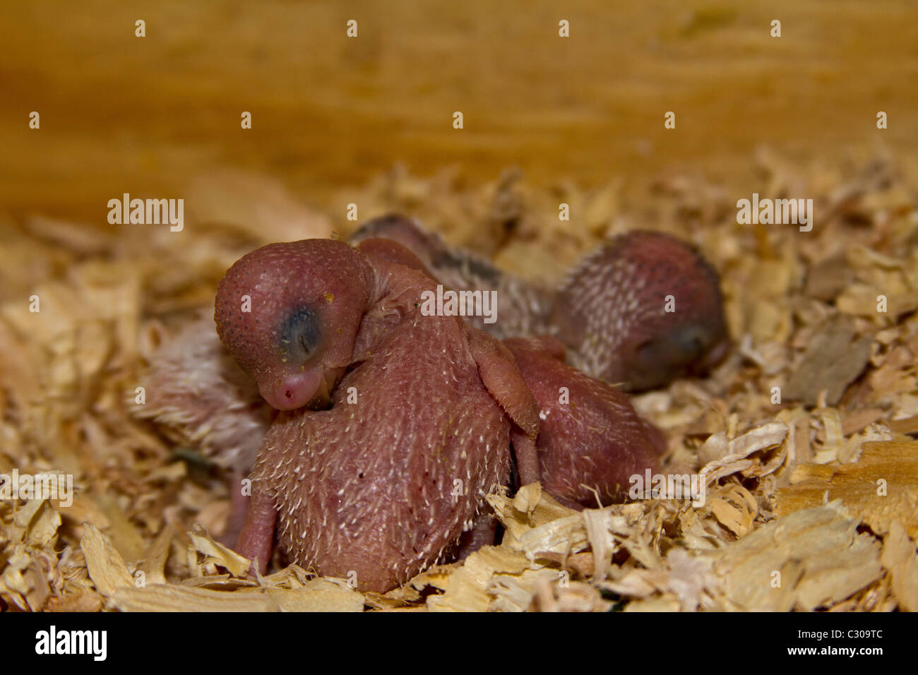 Baby-Vögel im Nistkasten.  Englische Wellensittiche. Stockfoto