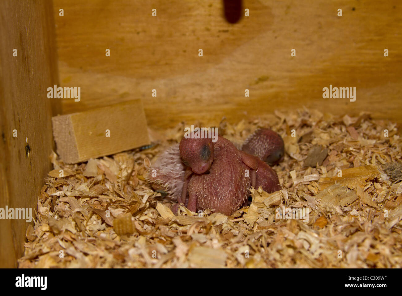 BabyVögel im Nistkasten. Englische Wellensittiche Stockfotografie Alamy