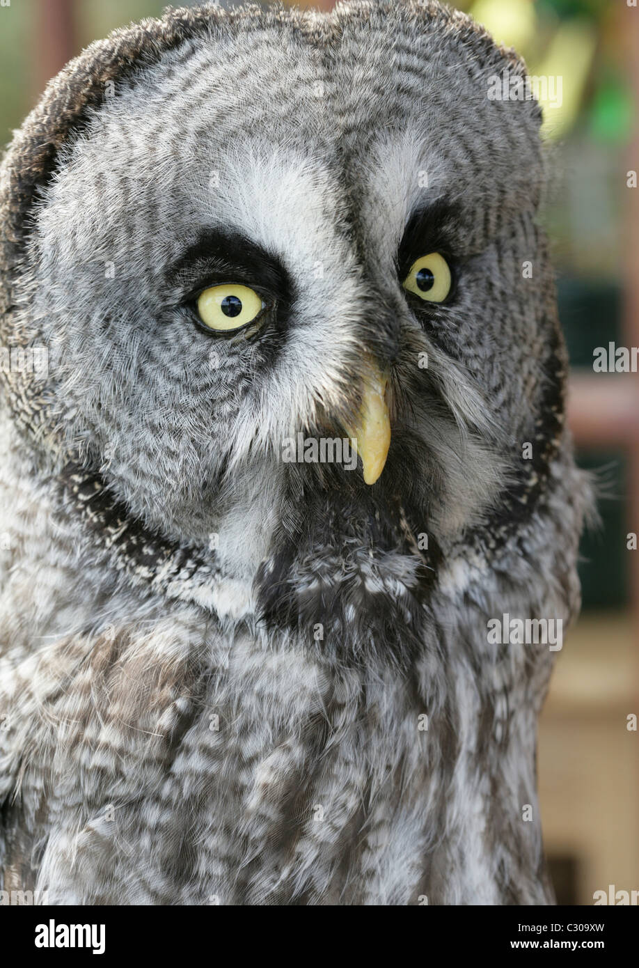 Gro e Augen Eule Fotos Und Bildmaterial In Hoher Aufl sung Alamy gro-e-augen-eule-fotos-und-bildmaterial-in-hoher-aufl-sung-alamy