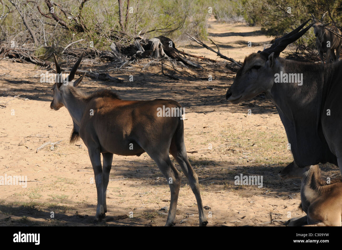 Gemeinsame Eland, Eland-Antilopen Stockfoto