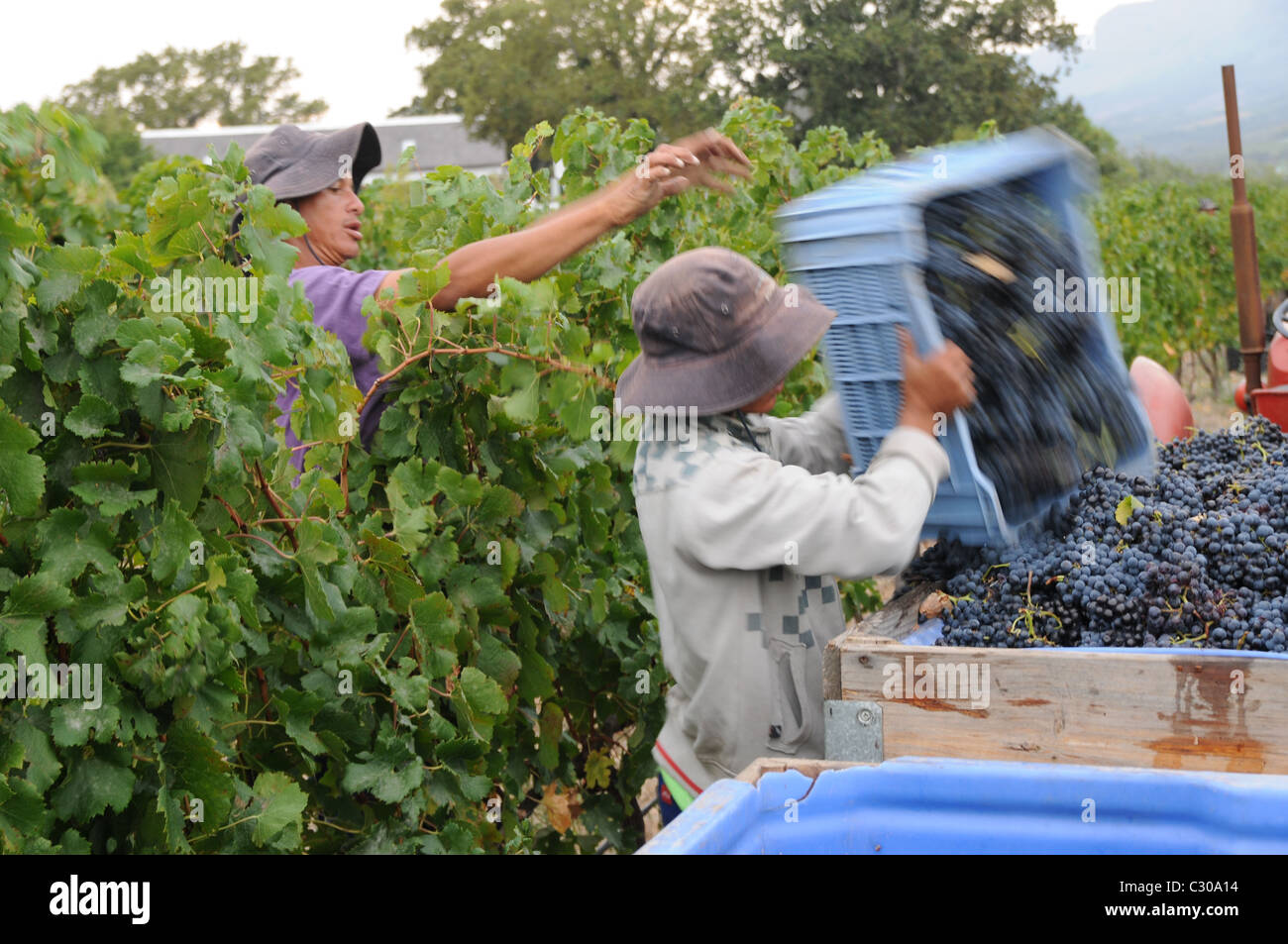 Ernte der Trauben, Tagelöhner, Weinberg Stockfoto