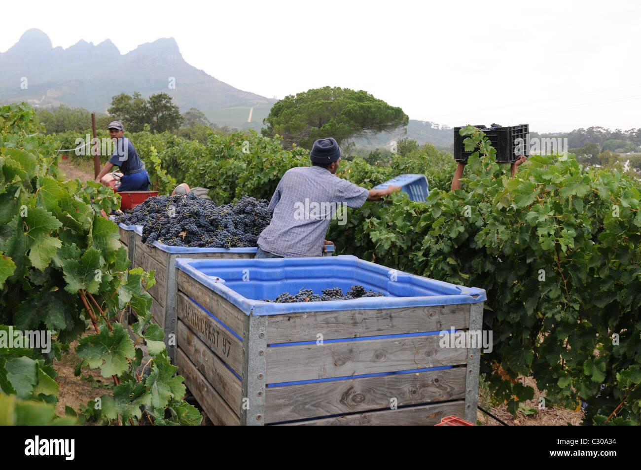 Ernten Sie Trauben in Stellenbosch, Traube Farm, Trauben pflücken