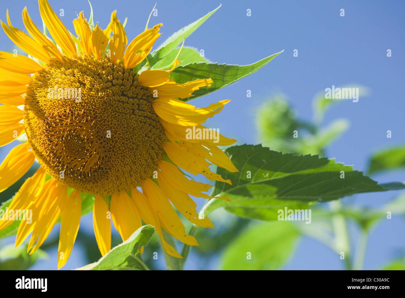 Eine große gelbe Sonnenblume mit einem blauen Himmelshintergrund Stockfoto