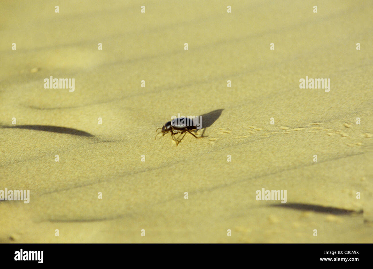 Thar-Wüste Indien Mistkäfer Stockfoto