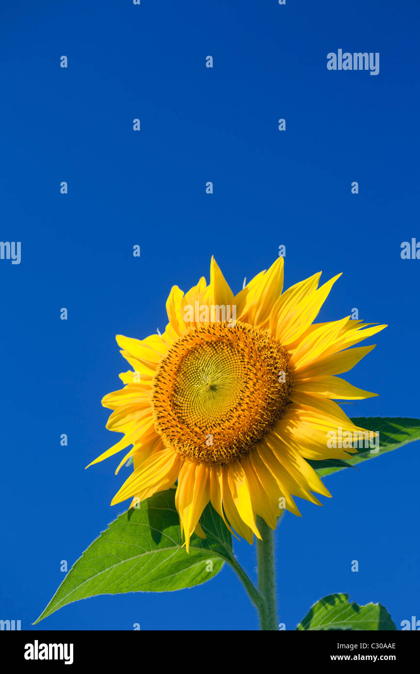 Eine große gelbe Sonnenblume mit einem blauen Himmelshintergrund Stockfoto