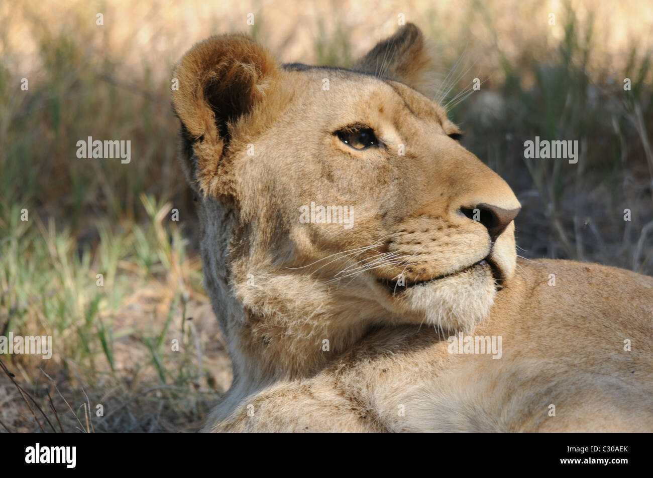 Porträt eines Löwen, entspannte Löwe, junger Löwe Stockfoto