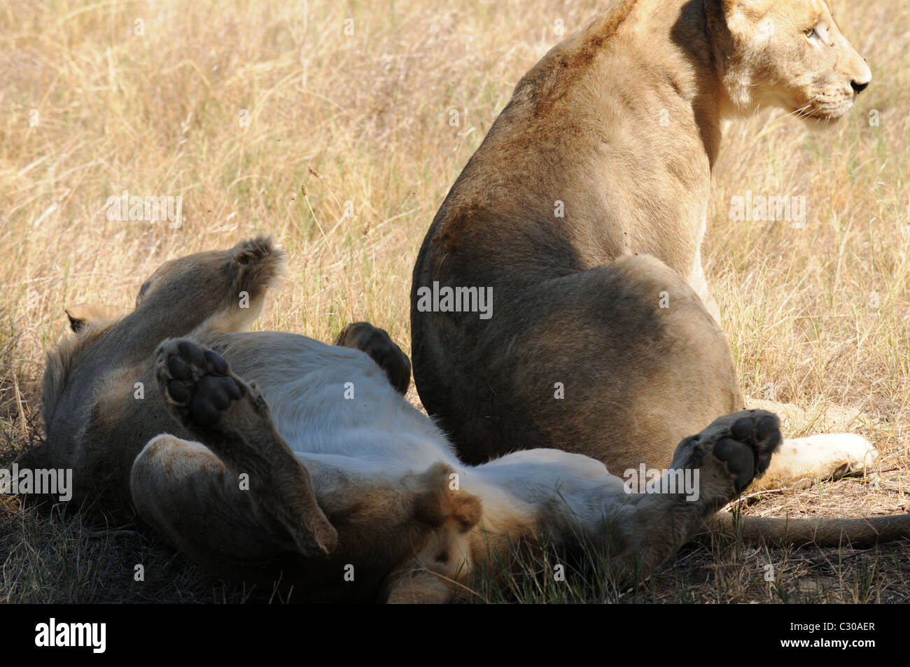 Löwen, entspannte Löwen, liegenden Löwen, Tierwelt, Natur Stockfoto