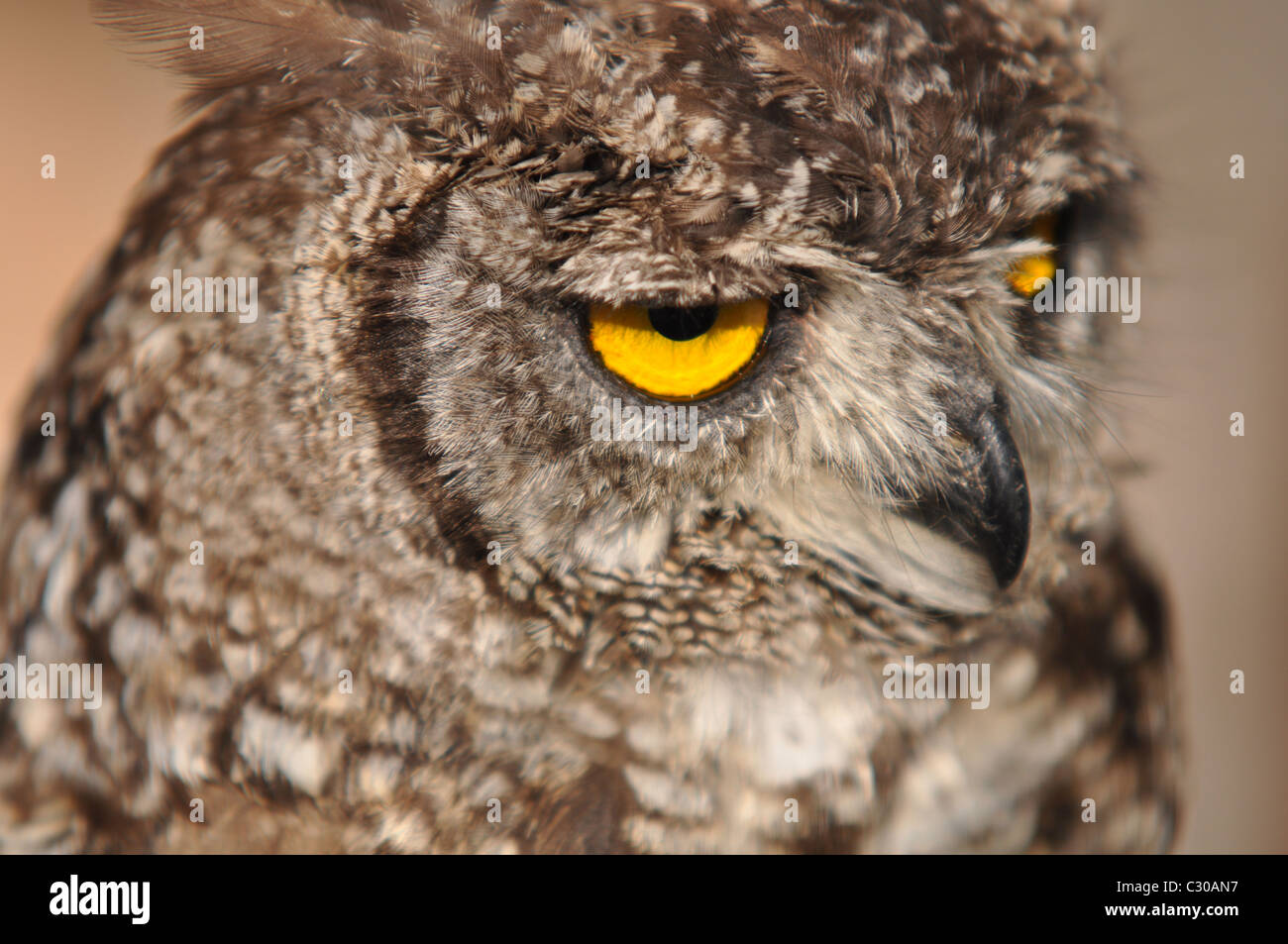 Porträt einer Eule, Eule in Nahaufnahme Stockfoto