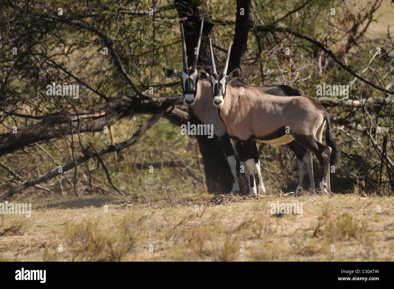 Oryx, Seerobben, großen afrikanischen Antilope Stockfoto