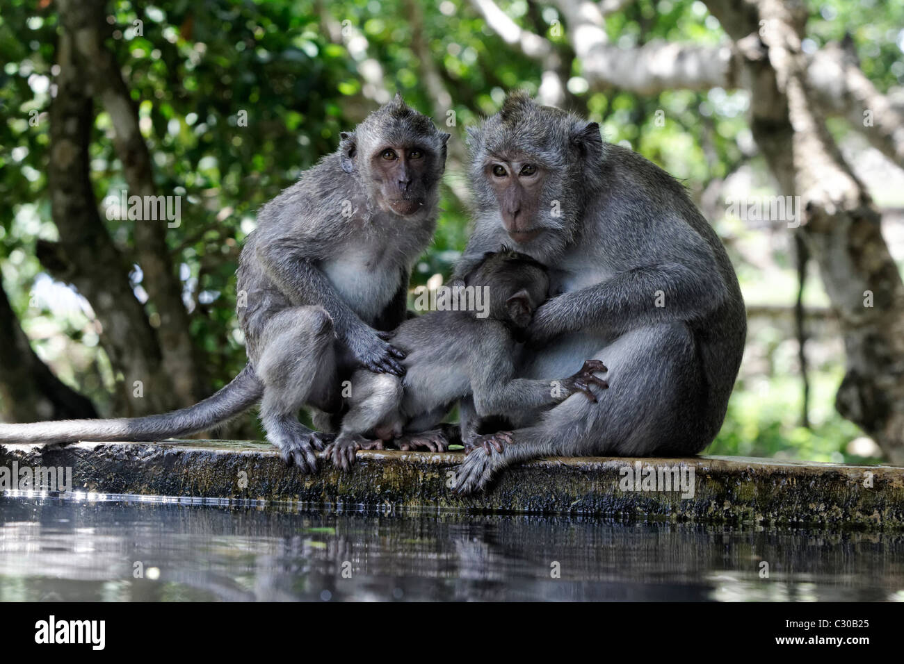 Long-tailed Macaque, Macaca Fascicularis, Weibchen mit jungen, Indonesien, März 2011 Stockfoto