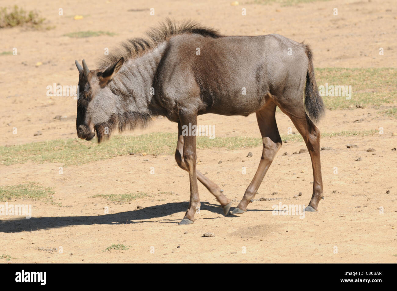 Wilderbeast, Tierwelt, Natur Stockfoto