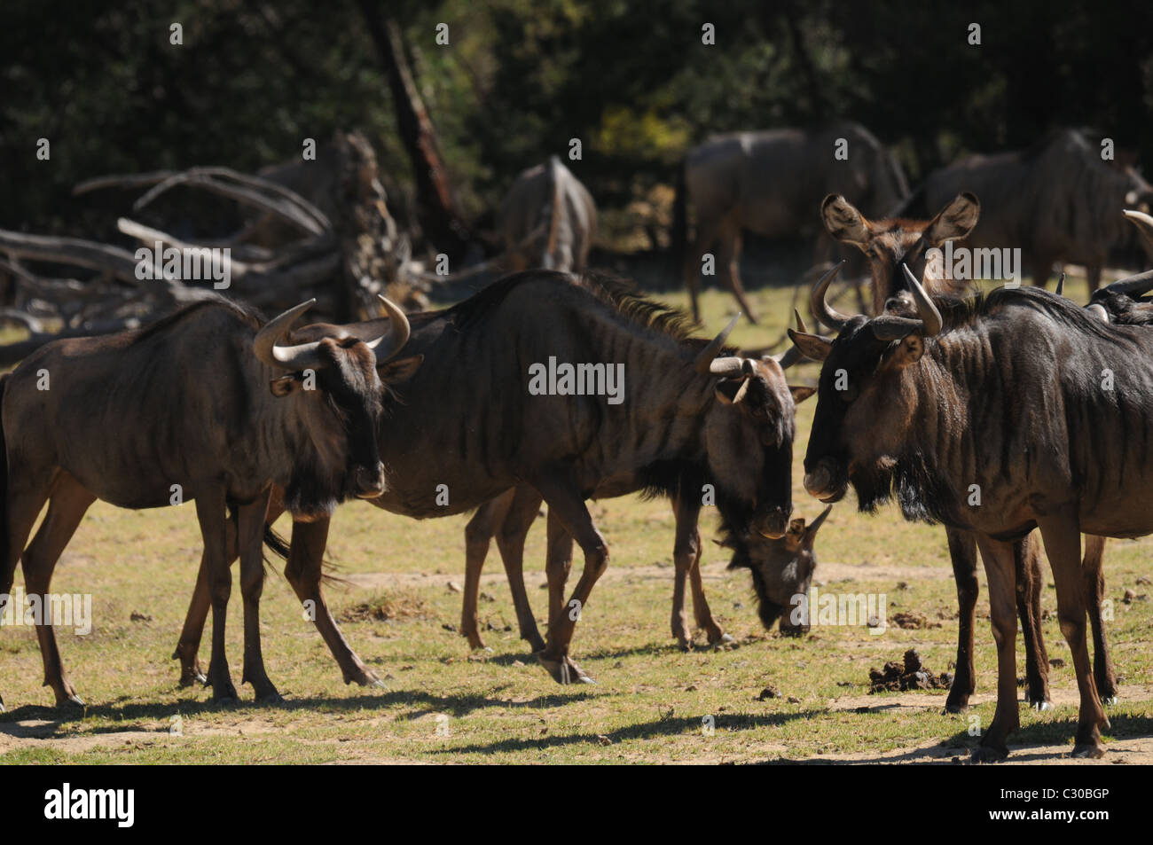 Wilderbeast, Tierwelt, Natur Stockfoto