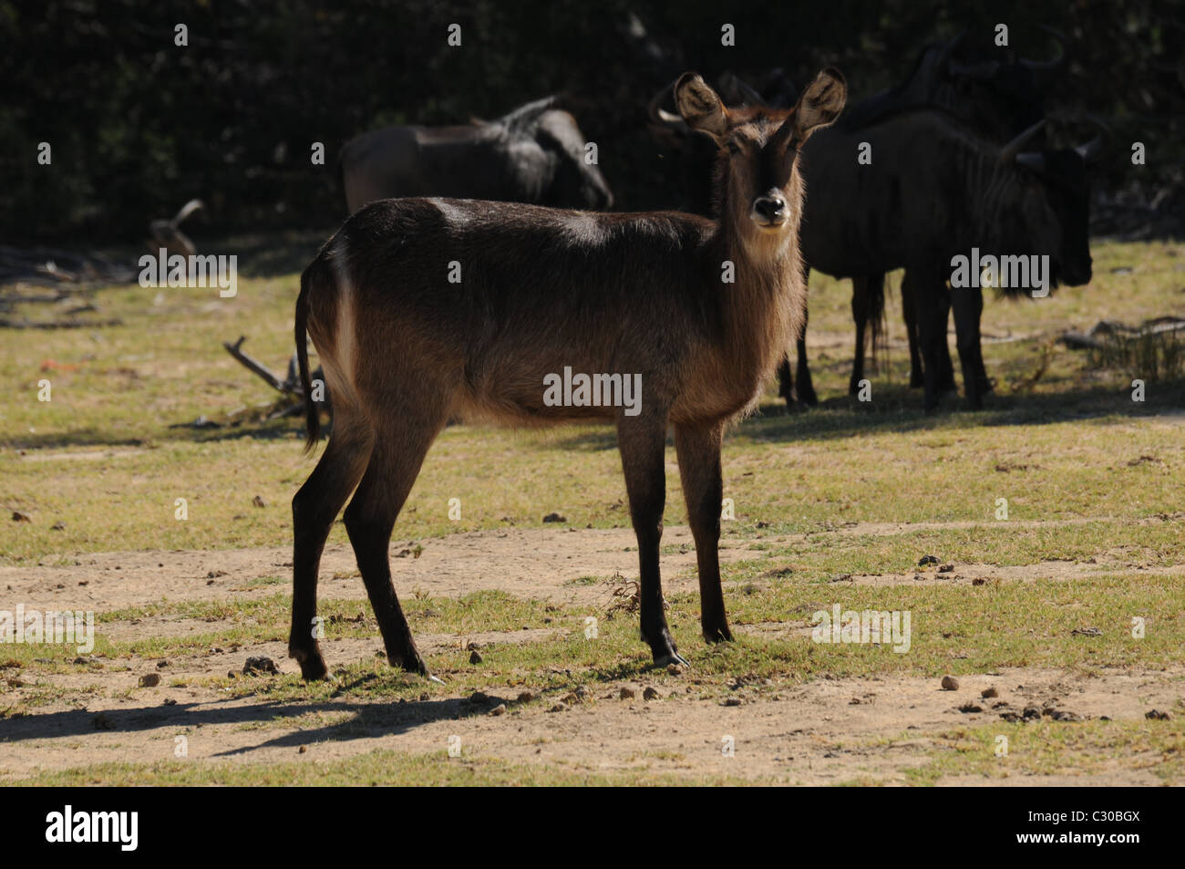Wasserbock, Tierwelt, Natur Stockfoto