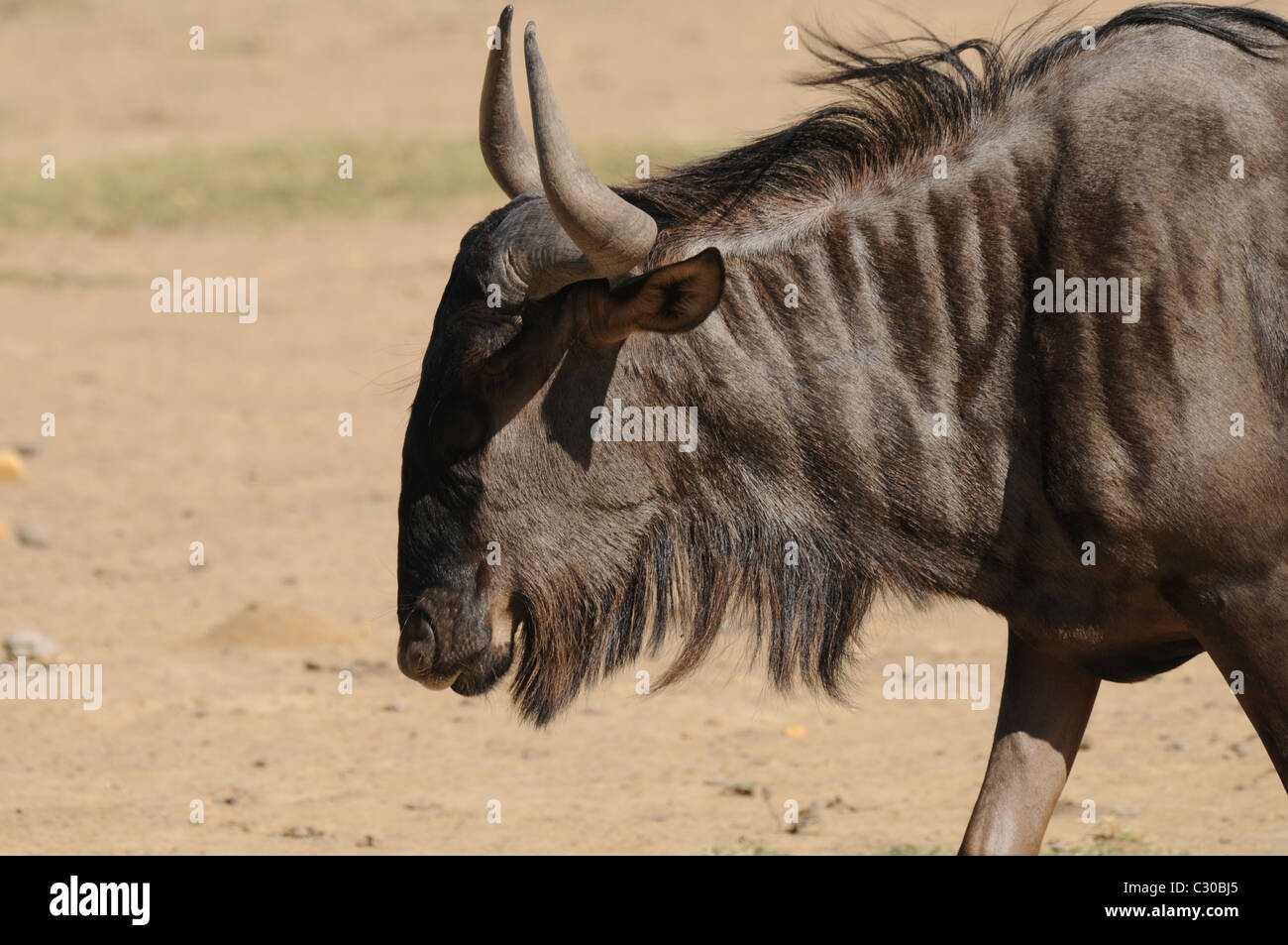 Wilderbeast, Tierwelt, Natur Stockfoto