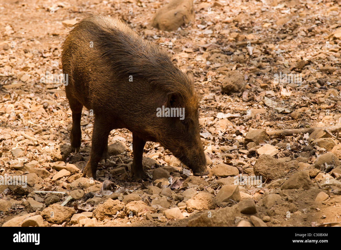 Wildschweine wühlen für Lebensmittel. Stockfoto