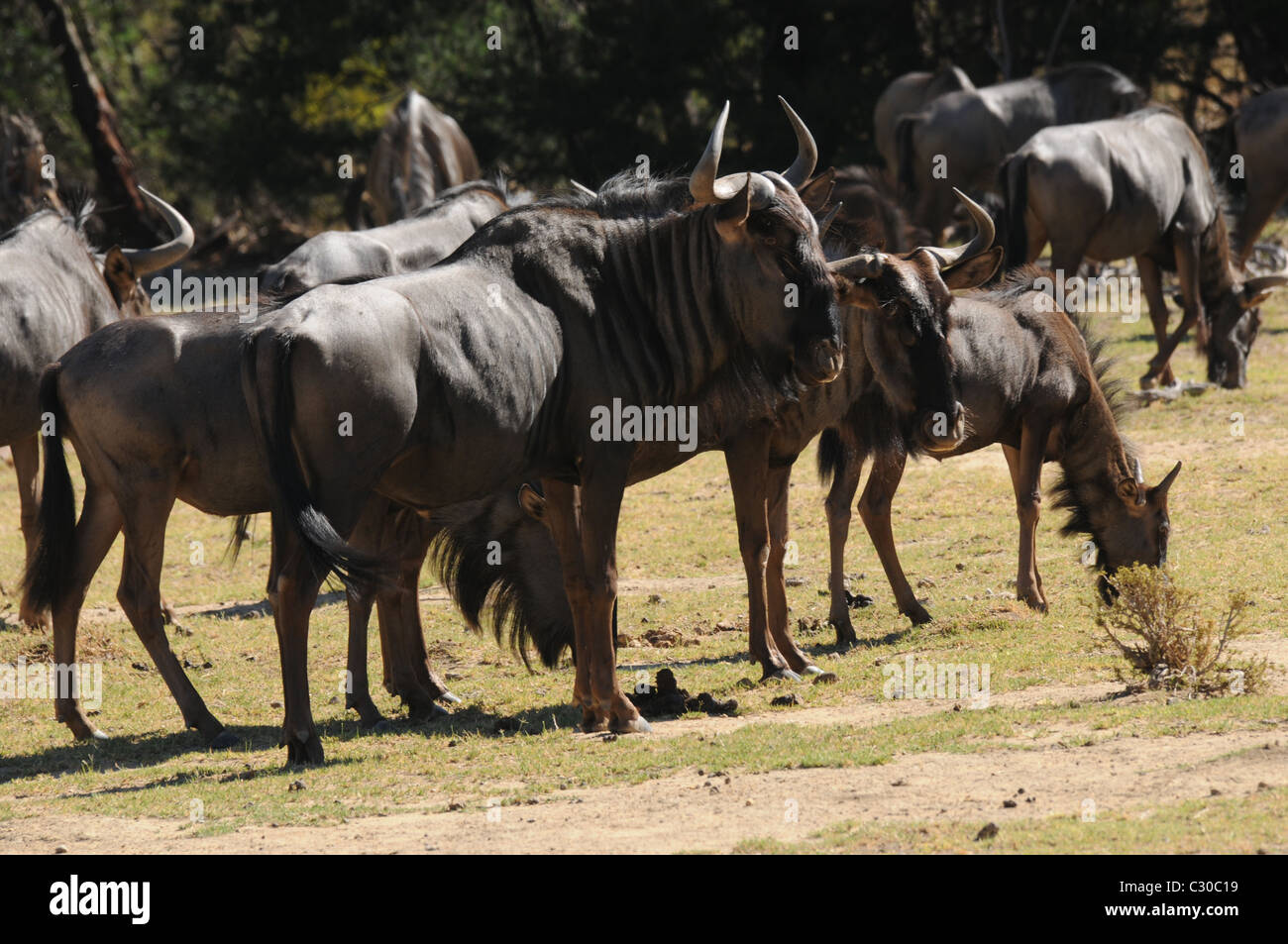 Wilderbeast, Tierwelt, Natur Stockfoto
