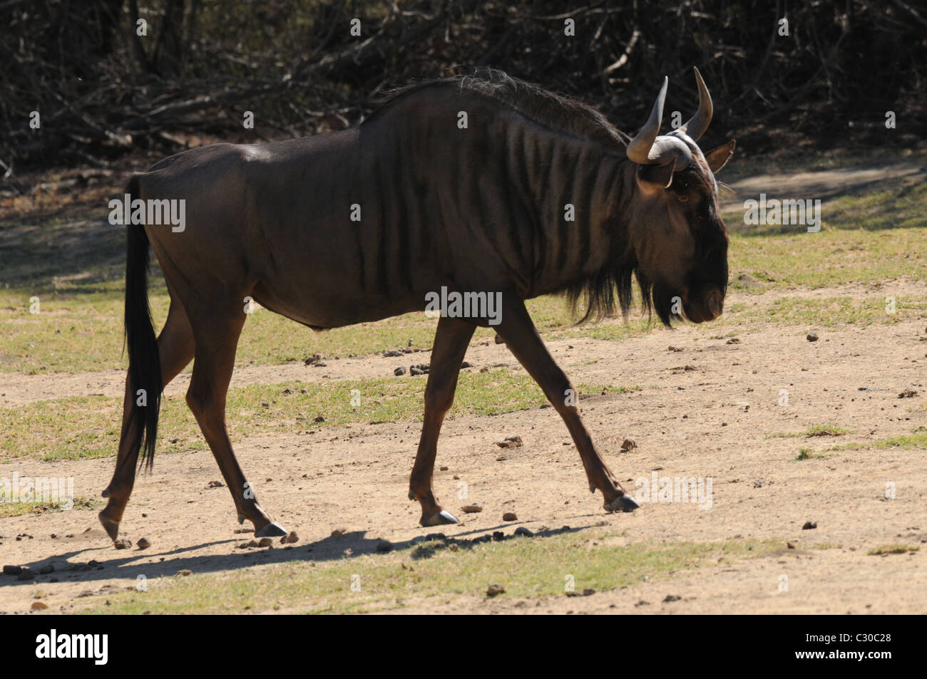 Wilderbeast, Tierwelt, Natur Stockfoto