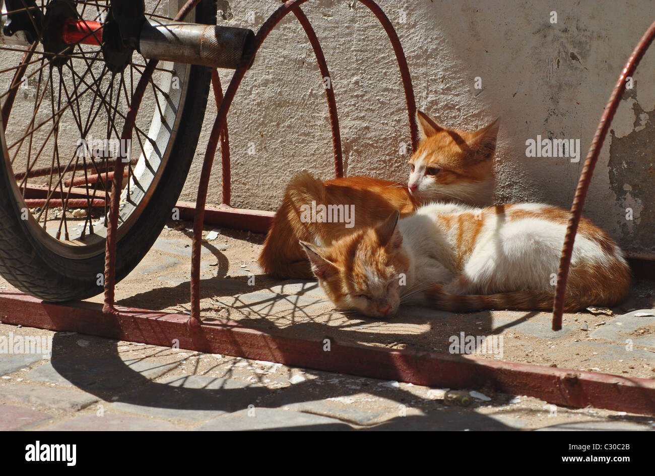 Katzen im Schatten des Fahrrad-Rad, Marokko Stockfoto