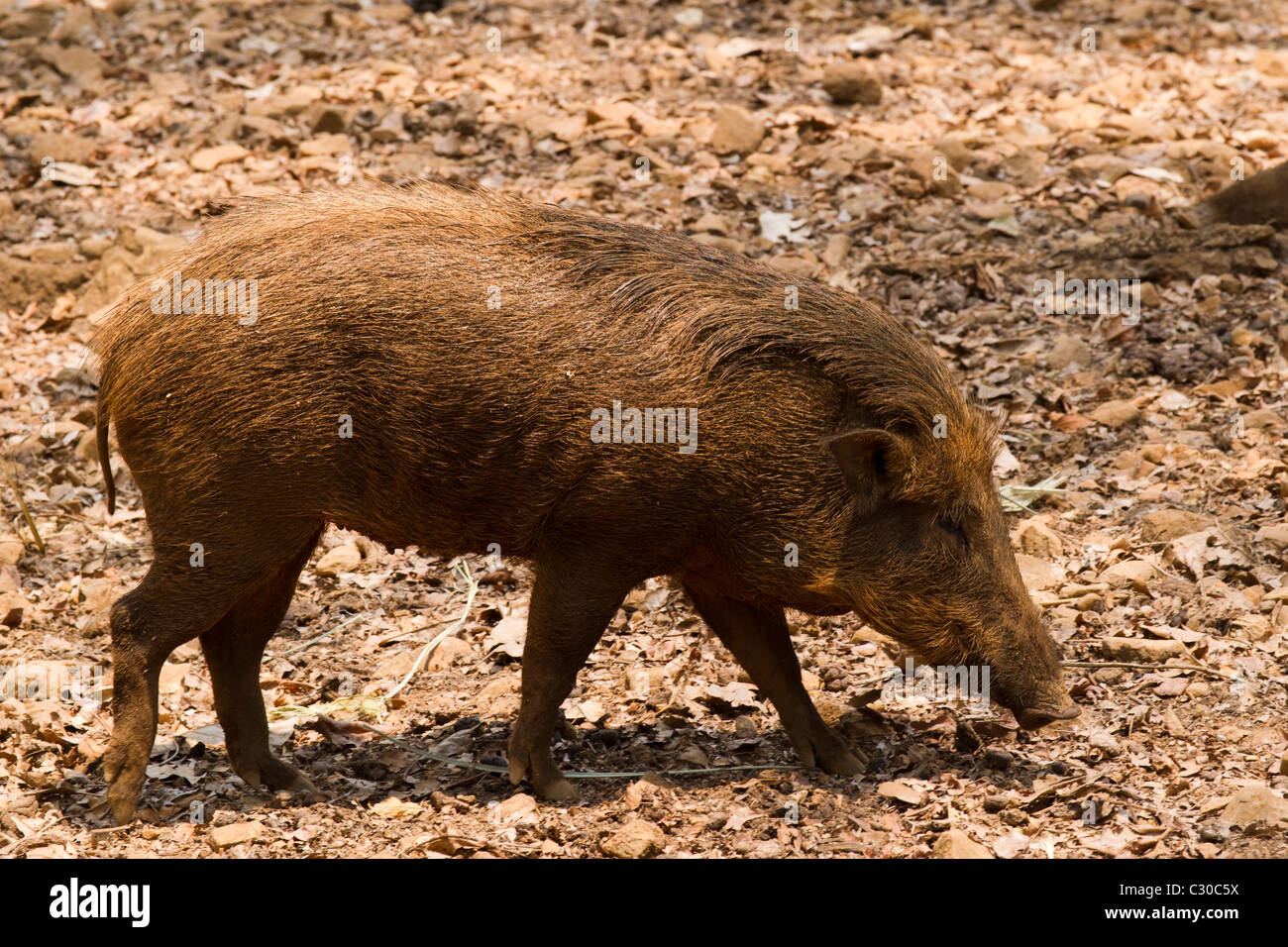 Wildschweine wühlen für Lebensmittel. Stockfoto