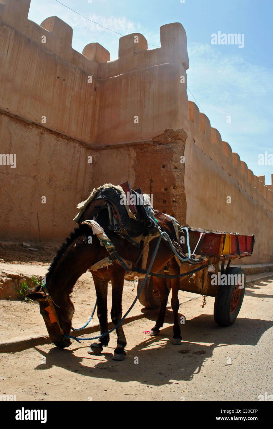 Esel und hohen Mauer, Taroudant, Marokko Stockfoto