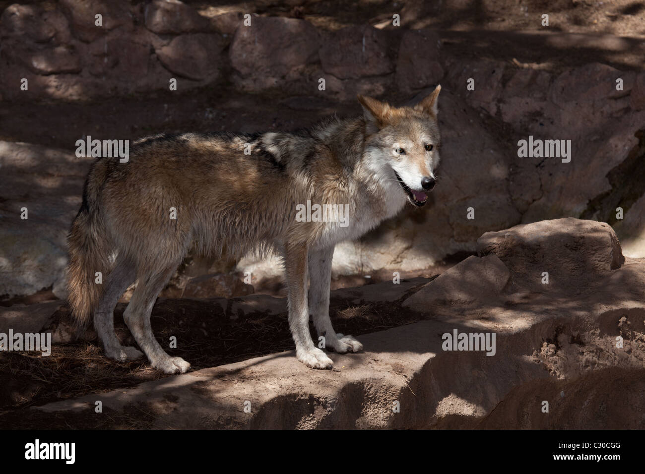 Ein mexikanischer Wolf im lokalen Zoo, sind diese vom Aussterben bedrohte Tiere und fast ausgestorben in der Wildnis aber wieder eingeführt wird, sind Stockfoto