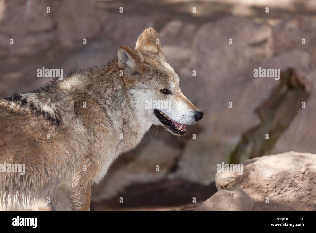 Ein mexikanischer Wolf im lokalen Zoo, sind diese vom Aussterben bedrohte Tiere und fast ausgestorben in der Wildnis aber wieder eingeführt wird, sind Stockfoto