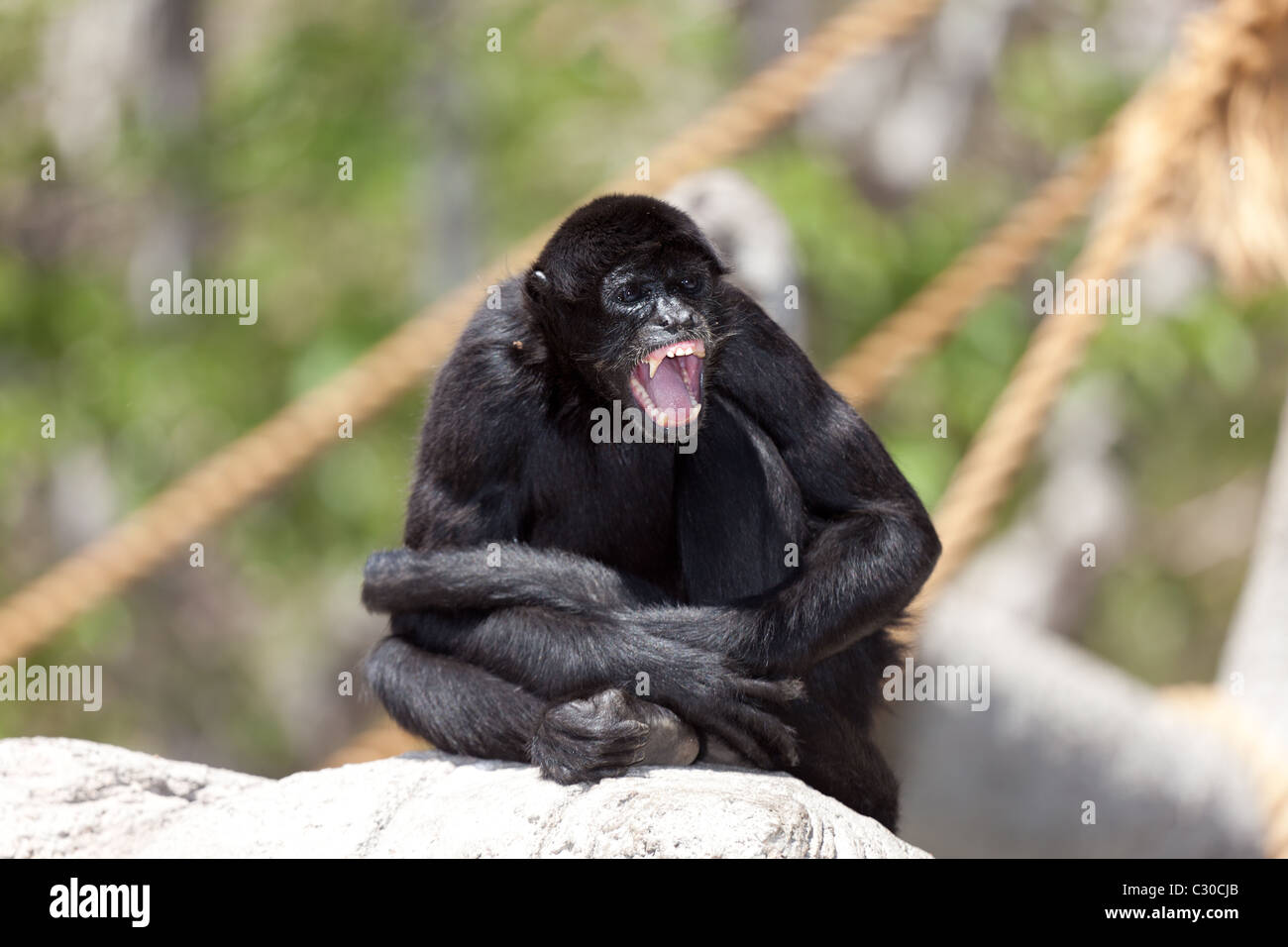 Klammeraffe zeigt seine Zähne in einer Zoo-Ausstellung Stockfoto