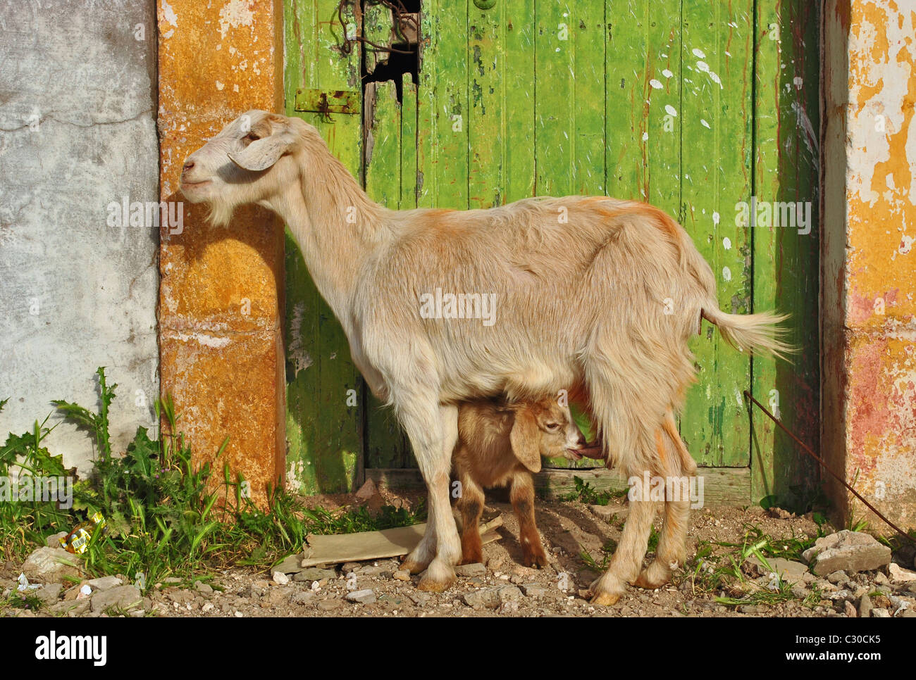 Junge Ziege Spanferkel Muttermilch in Immouzzer, Marokko Stockfoto