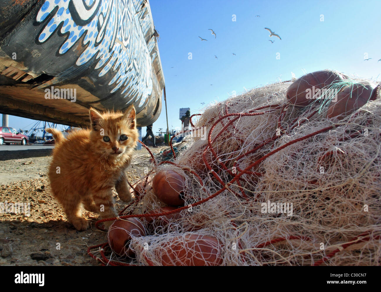 Kätzchen und Fischerei Netze, Essaouira, Marokko Stockfoto